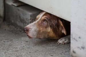 verstecken - verängstiger Hund