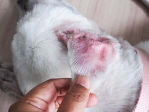 atopische Dermatitis - Hundeohr
