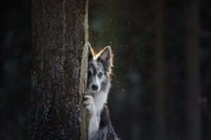 verstecken - Hund hinter einem Baum