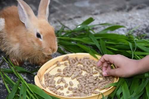 Anorexie bei Kaninchen