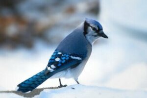 Blauhäher - Foto
