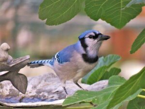 Der Blauhäher: Ein nordamerikanisches Juwel