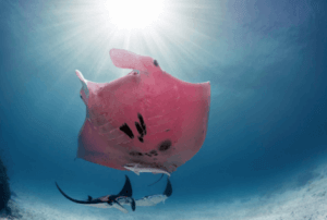 Der einzig bekannte rosa Mantarochen der Welt wurde im Jahr 2015 zum ersten Mal gesehen