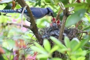 Blauhäher sind gemeinsam am Nestbau und dem Aufziehen der Jungen beteiligt.