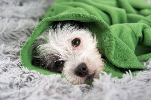 Hilfreiche Tipps, um einer Erkältung bei Hunden vorzubeugen