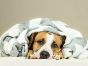 Eine Erkältung bei Hunden beeinträchtigt die Atemwege 