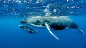 Bestimmte Grippeviren können sogar Wale befallen