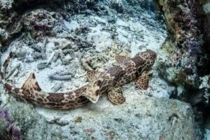 Wanderhaie: Haie, die an Land laufen können