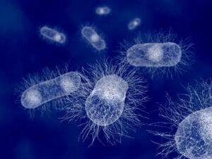Escherichia Coli: Das Bakterium der Säugetiere