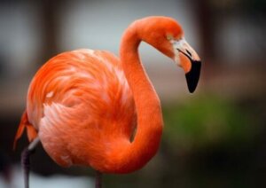 Rosa Flamingos erhalten ihre Farbe durch den Verzehr kleiner Krebstiere.