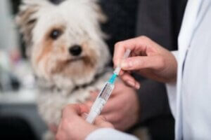 Achte darauf, dass der Impfpass deines  Hundes stets auf dem neuesten Stand ist
