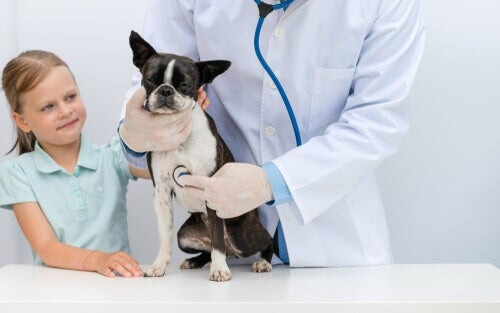 Hund beim Tierarzt