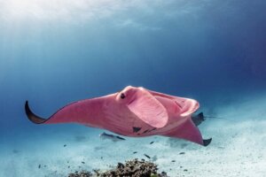 Der rosa Mantarochen des Great Barrier Reef