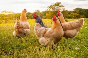 Hausvögel, wie Hühner und Truthähne, sind besonders anfällig für die Vogelgrippe