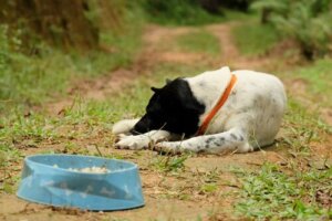 Welche Tiere können an Anorexie leiden?