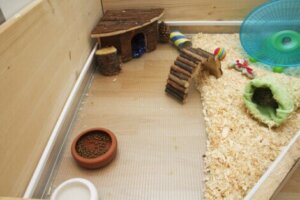 Meerschweinchen müssen sich bewegen und aktiv bleiben, um Fettleibigkeit zu verhindern