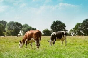 Kühe sind der wichtigste Reservoirwirt für das zoonotische STEC