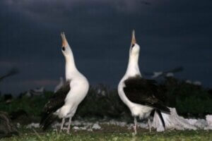 Während der Balz führen die Männchen einiger Vogelarten Tänze mit unterschiedlichen Bewegungen, Liedern und Rufen aus