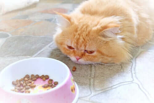 Pflege einer kranken Katze: Die richtige Ernährung