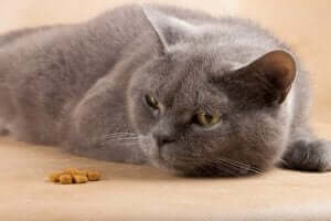 Pflege einer kranken Katze - appetitlose Katze