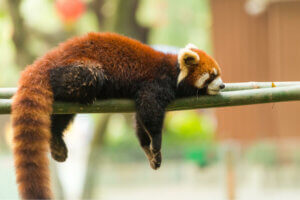 Der Rote Panda - schläft