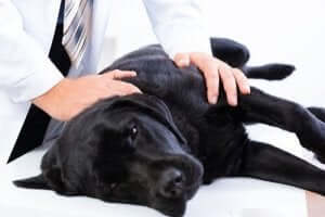 Hund Schmerzen - beim Tierarzt