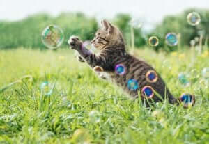 Katze zum Spielen animieren - Seifenblasen