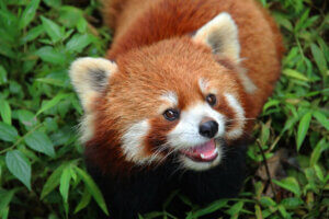Der Rote Panda - schaut in die Kamera