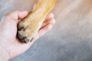 Tod verstehen - Mensch hält Hundepfote in der Hand