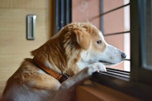Psychische Erkrankungen bei Hunden: Trennungsangst
