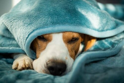 Wovon Hunde träumen und, sollte man sie aufwecken? Deine Tiere