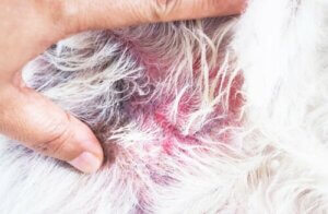 Atopische Dermatitis bei Hunden
