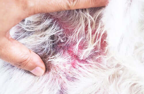 Atopie Die Ursachen dieser übertriebenen Immunreaktion Deine Tiere