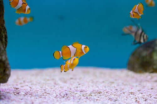 Zwitter und ihre evolutionäre Bedeutung