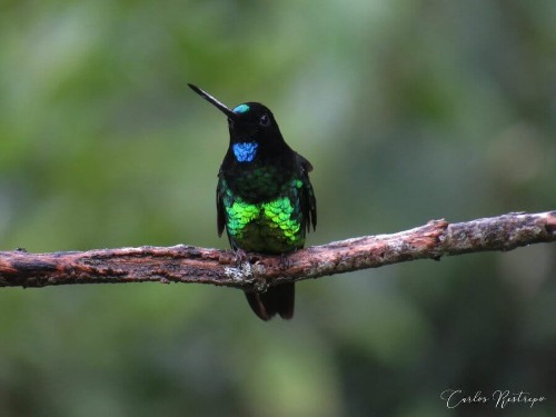 Colibrí del Sol