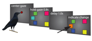 Ethologisches Experiment nach Balakhonov