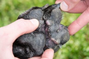 Atopische Dermatitis bei Hunden - Hautreizungen
