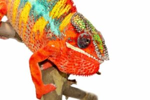 Wenn ein Chamäleon kalt ist, nimmt seine Haut einen dunkleren Farbton