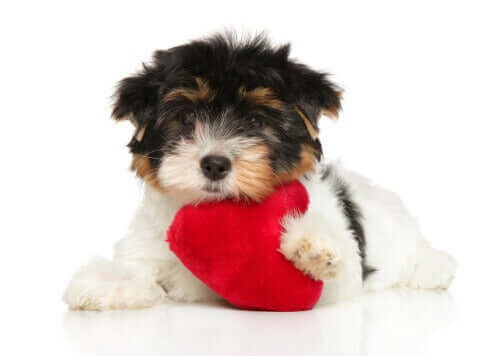 Die Herzgesundheit deines Hundes: 6 Tipps zur Pflege