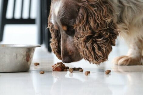 Kalorienbedarf eines Hundes: Wie viele Kalorien sollte das Futter enthalten?