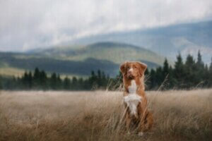 Camping mit Hund: Hinterlasse keine Spuren