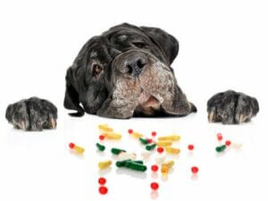 Manchmal sind Medikamente nötig, um die Herzgesundheit eines Hundes zu garantieren