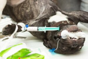 Die Zahnreinigung bei Hunden wird unter Vollnarkose durchgeführt