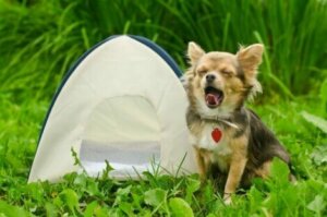 Nicht alle Campingplätze erlauben Haustiere