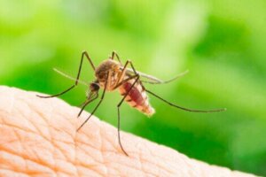 Phlebotomus ist eine Gattung von Sandfliegen, die Überträger der Leishmaniose sind