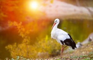 Weißstörche: Interessante Fakten rund um das Zugverhalten dieser Vögel