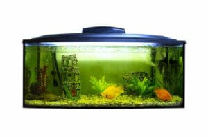 Dein Aquarium sollte ein ausgewogenes aquatisches Ökosystem sein