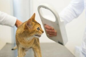Mikrochips für Katzen sind einen kostengünstige Option