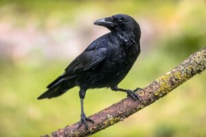 Krähen und ihre kognitiven Fähigkeiten