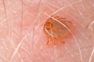 Für Zecken ist es schwieriger, auf Menschen zuzugreifen, da sie nicht fliegen können